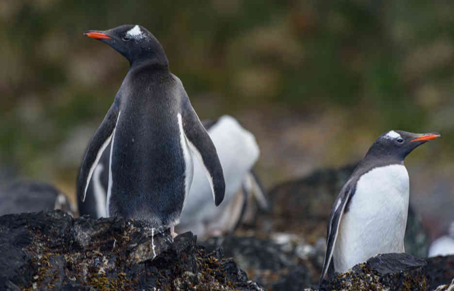 Pingüino Gentoo - islas Georgias del Sur 06.jpg